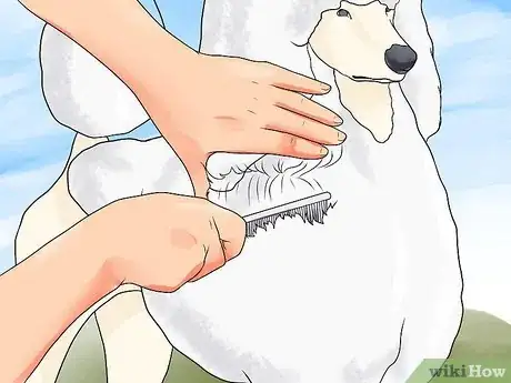 Image intitulée Blow Dry a Poodle Step 3