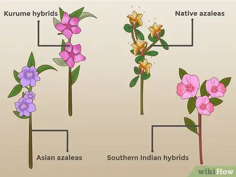 Image intitulée Plant Azaleas Step 1