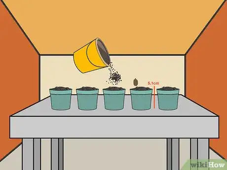 Image intitulée Plant Cannabis Seeds Indoors Step 8