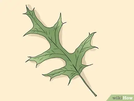 Image intitulée Identify Oak Leaves Step 15