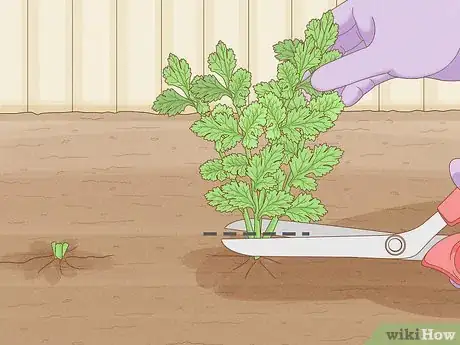 Image intitulée Grow Parsley Step 15