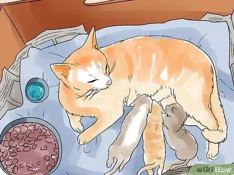 Image intitulée Help a Cat Give Birth Step 18