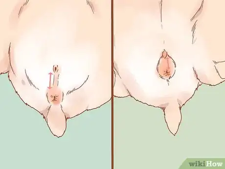 Image intitulée Sex a Hamster Step 9