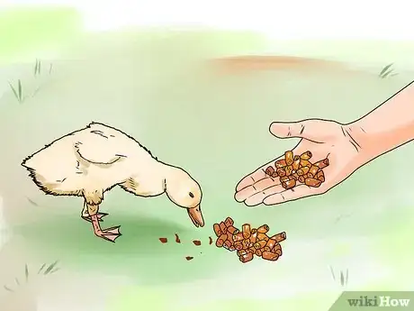Image intitulée Care for a Pet Duck Step 5