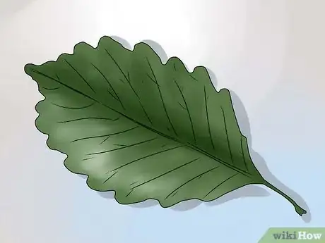 Image intitulée Identify Oak Leaves Step 12