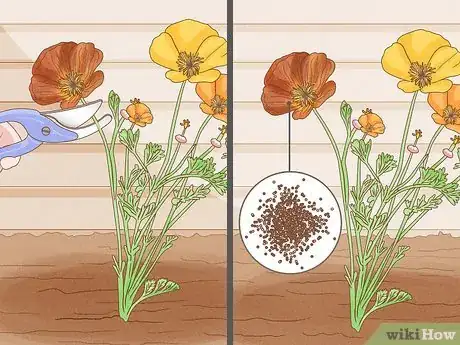 Image intitulée Grow Poppies Step 14