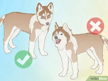 Image intitulée Breed Husky Dogs Step 2
