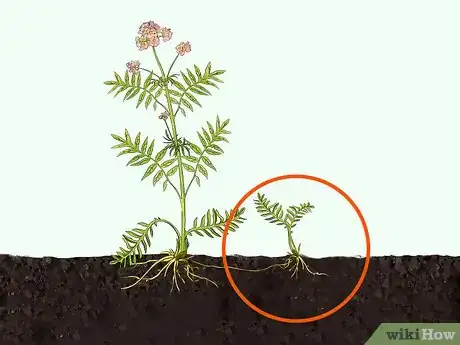 Image intitulée Grow Valerian Step 2