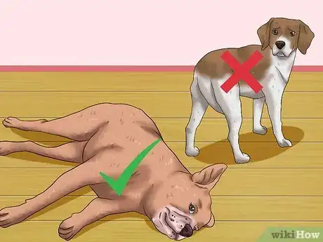 Image intitulée Rub a Dog's Tummy Step 1