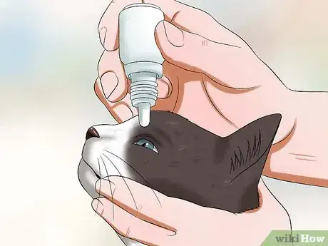 Image intitulée Give Your Cat Eye Drops Step 6