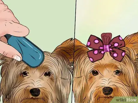 Image intitulée Groom a Yorkshire Terrier Step 17