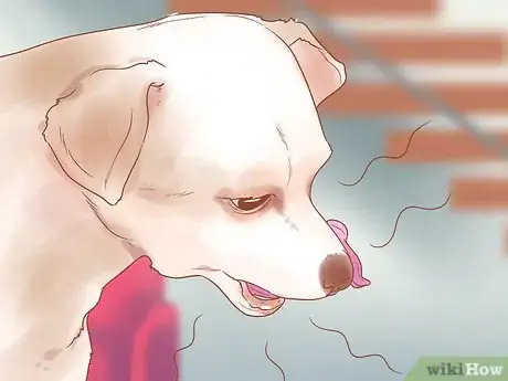 Image intitulée Know When Your Dog is Sick Step 1