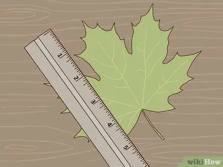Image intitulée Identify Sugar Maple Trees Step 5