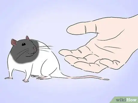 Image intitulée Tame a Rat Step 8