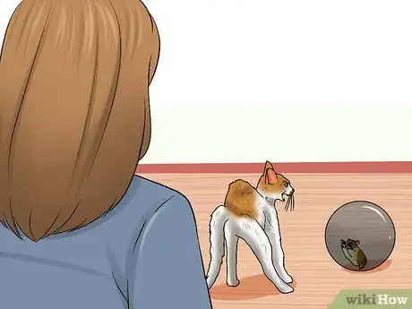 Image intitulée Know if a Cat Is Stressed Step 10