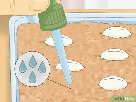 Image intitulée Take Care of Lizard Eggs Step 15