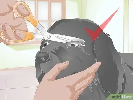 Image intitulée Clean Gunk from Your Dog's Eyes Step 13