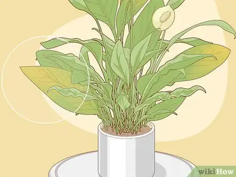 Image intitulée Care for Peace Lilies Step 6