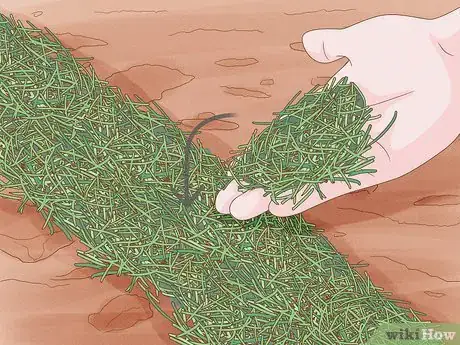 Image intitulée Grow Spinach Step 11