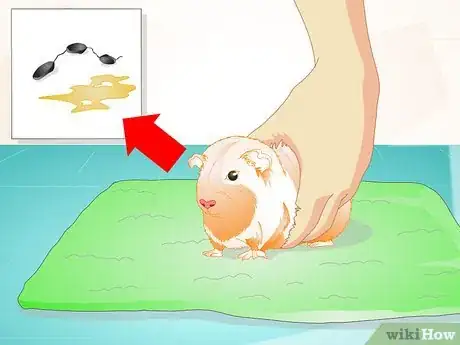 Image intitulée Look After Your Sick Guinea Pig Step 8