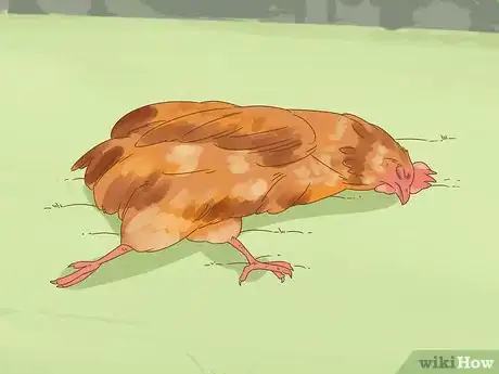 Image intitulée Tell if a Chicken is Sick Step 16