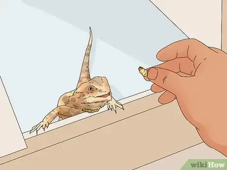 Image intitulée Build Love With Your Bearded Dragon Step 9