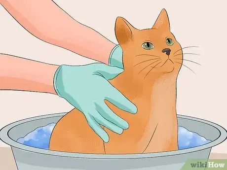 Image intitulée Make Your Cat's Fur Soft and Shiny Step 11