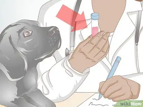 Image intitulée Prevent UTI in Dogs Step 10