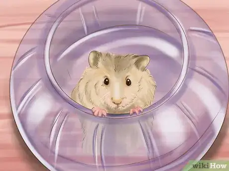 Image intitulée Care for Roborovski Hamsters Step 15