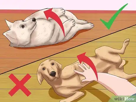 Image intitulée Rub a Dog's Tummy Step 5