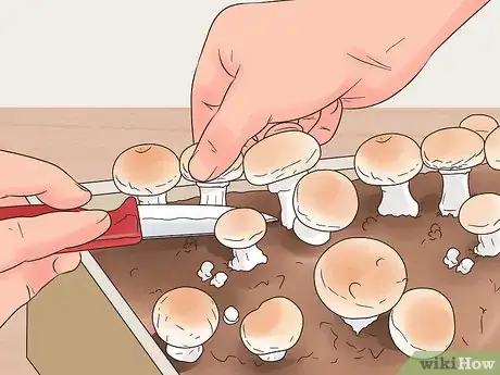 Image intitulée Grow White Button Mushrooms Step 13