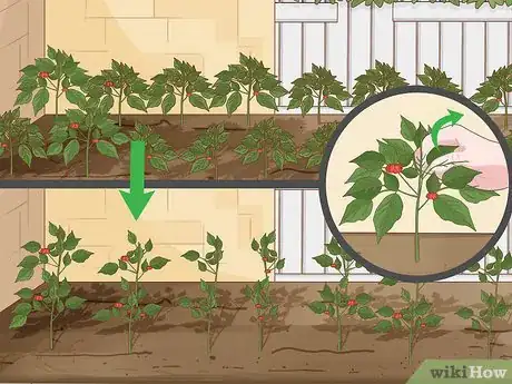 Image intitulée Grow Ginseng Step 20