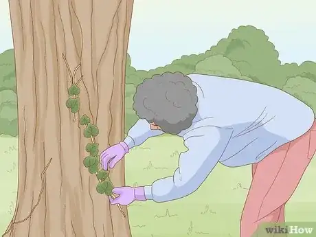 Image intitulée Remove an Ivy Plant Step 12