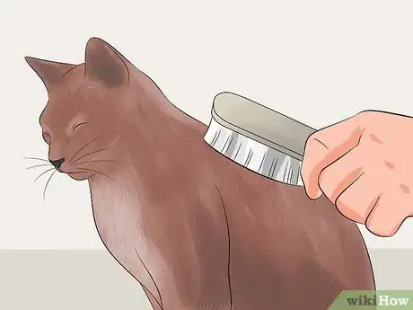 Image intitulée Make Your Cat's Fur Soft and Shiny Step 14