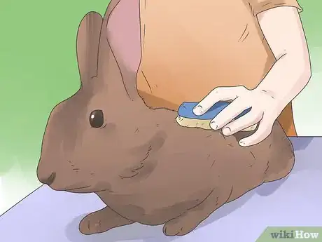 Image intitulée Care for Mini Lop Rabbits Step 15