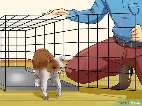 Image intitulée Train a Cat to Be Outdoor Safe and a Good Rodent Catcher Step 6