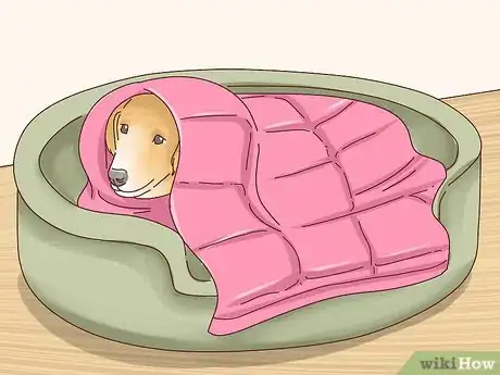 Image intitulée Keep Dogs Warm in the Winter Step 17