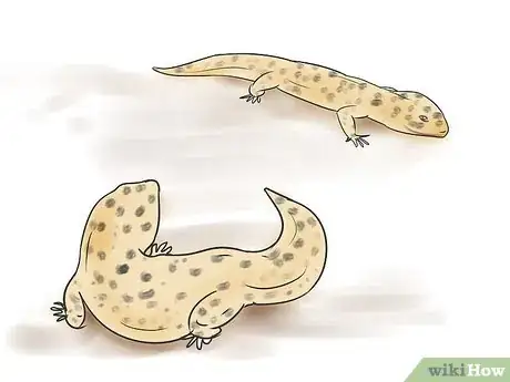 Image intitulée Breed Leopard Geckos Step 5