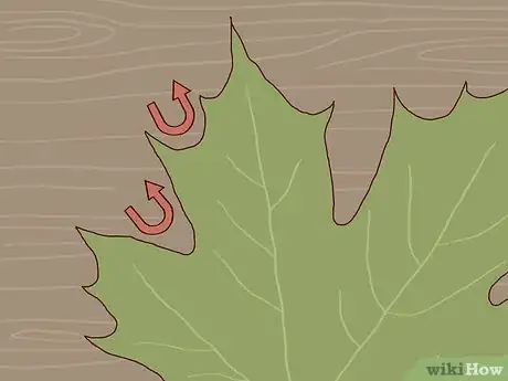 Image intitulée Identify Sugar Maple Trees Step 3