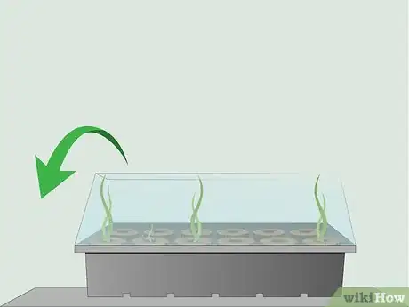 Image intitulée Grow Bamboo from Seed Step 9