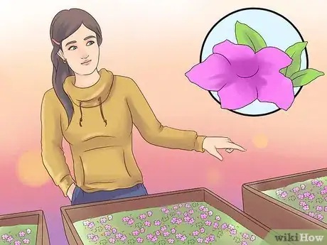 Image intitulée Grow Petunias Step 1