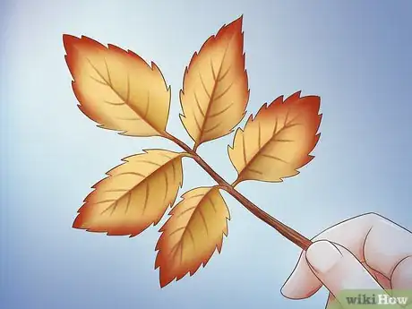 Image intitulée Preserve Fall Leaves Step 17