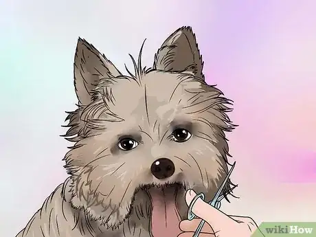 Image intitulée Groom a Yorkshire Terrier Step 16