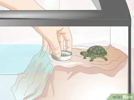 Image intitulée Keep a Turtle Healthy Step 4