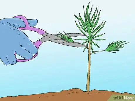 Image intitulée Grow Pine Trees Step 14
