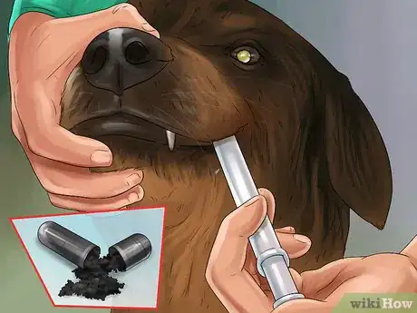 Image intitulée Get a Dog to Vomit Step 11