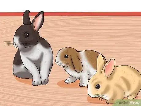 Image intitulée Care for a House Rabbit Step 21