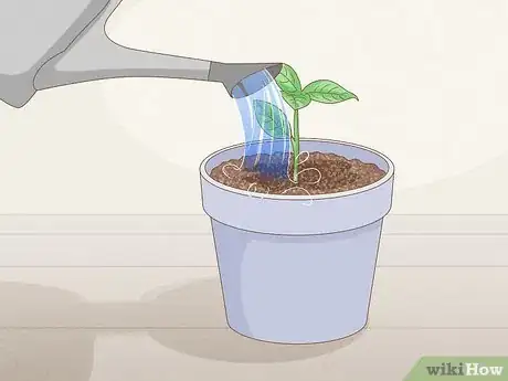 Image intitulée Grow Gardenia from Cuttings Step 10