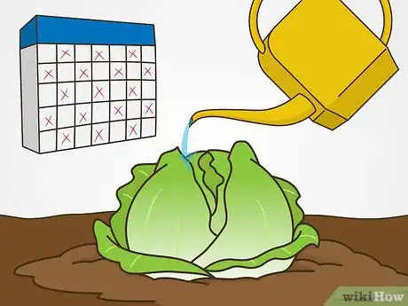 Image intitulée Grow Iceberg Lettuce Step 14