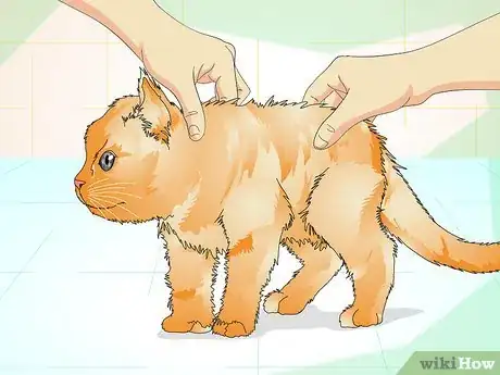 Image intitulée Determine if Your Cat is Overweight Step 4